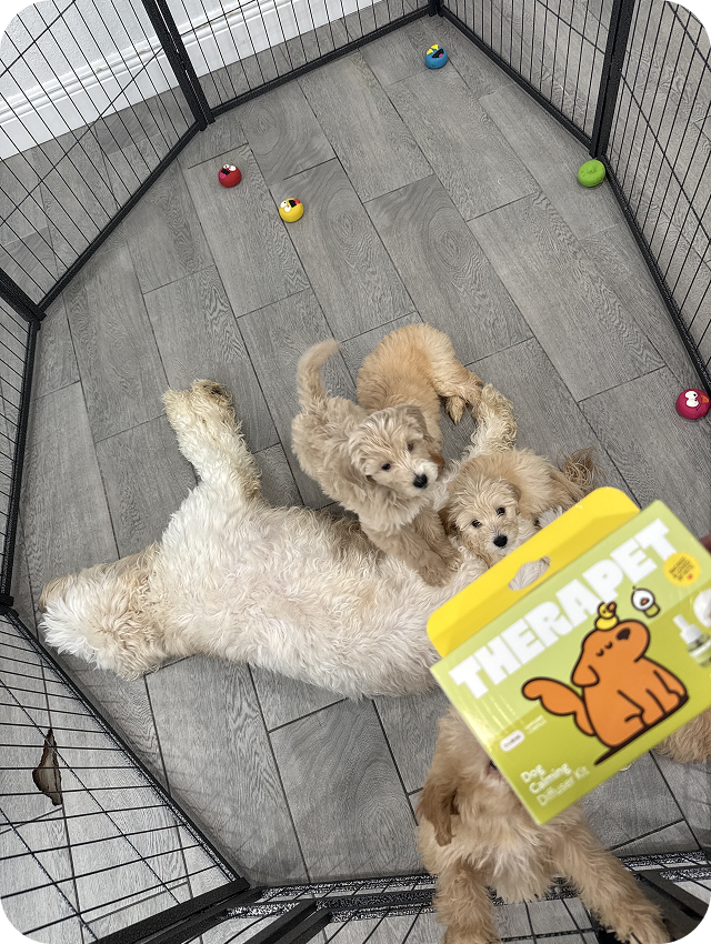 Happy TheraPet customer and dog